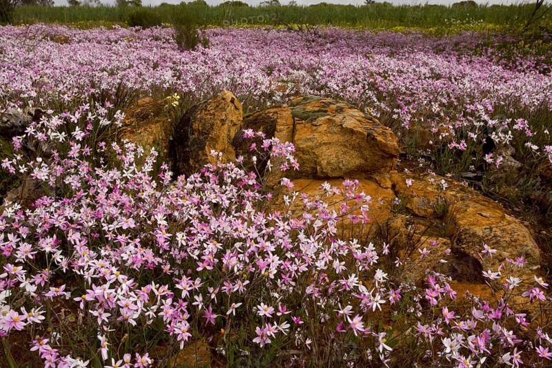 Pink Everlasting