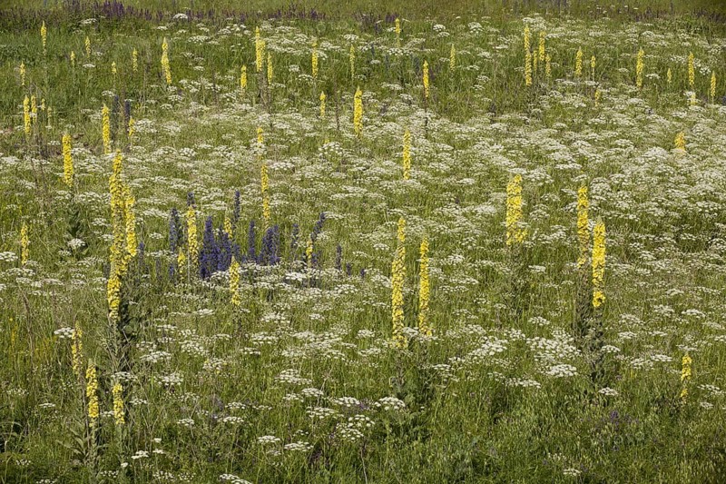 Georgian Mullein