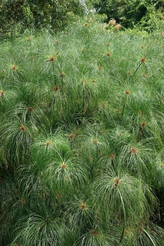 Papyrus Sedge
