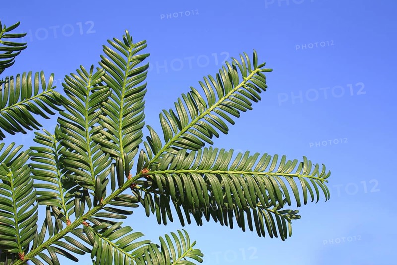 Common Yew