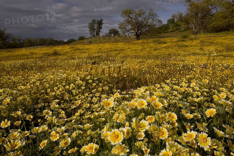 Masses of wildflowers