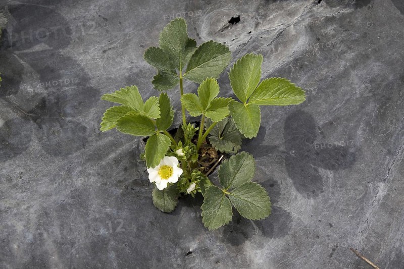 Young Elsanta strawberry plants