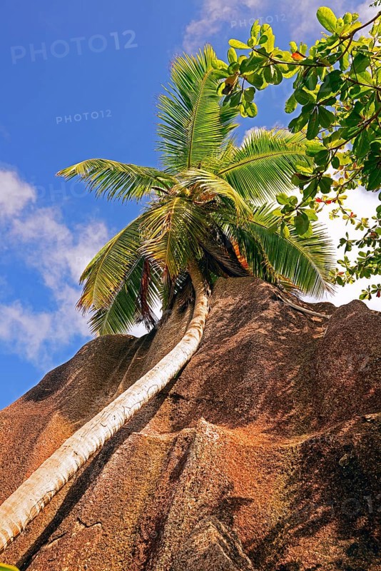 Palm trees and granite rocks on the dream beach Source d'Argent