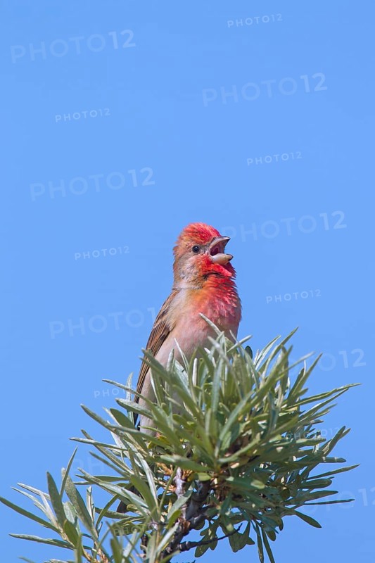 Common rosefinch