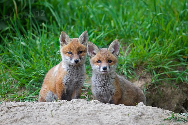 Two cute red fox