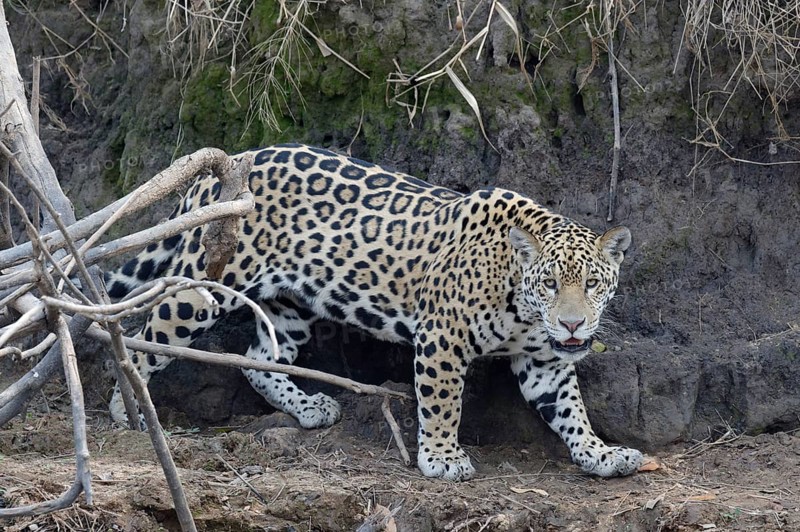 Young jaguar