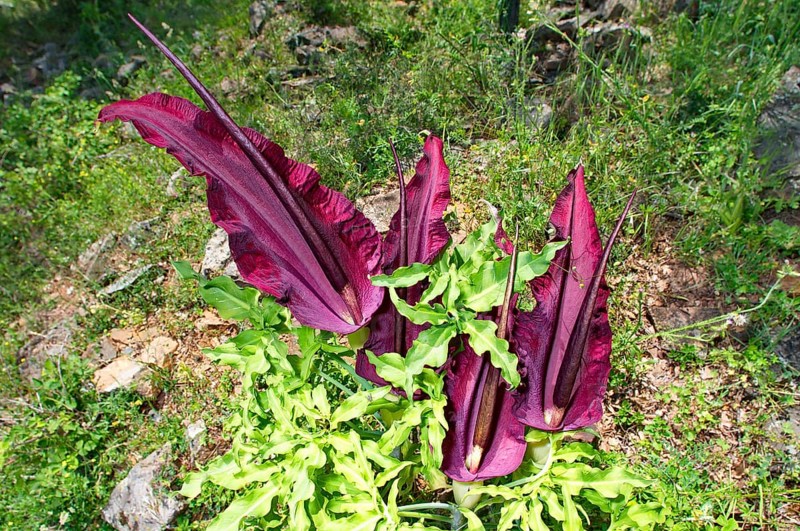 Common dragonwort