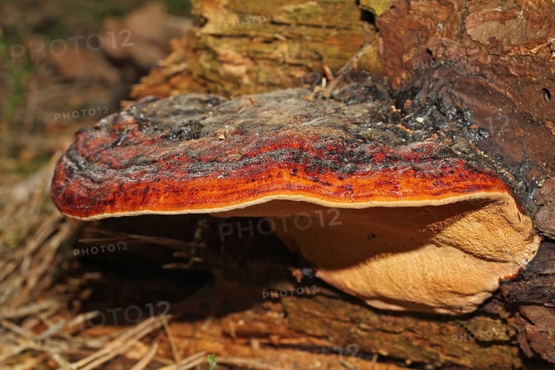 Red Banded Polypore