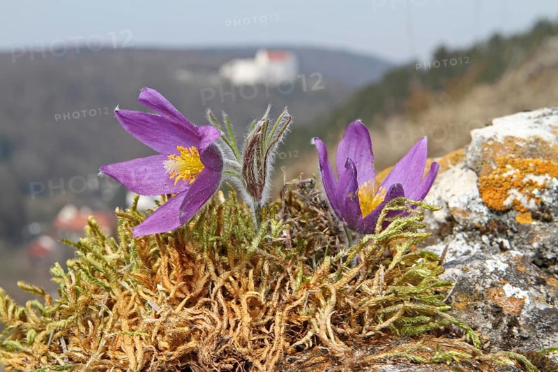 Common pasque flower