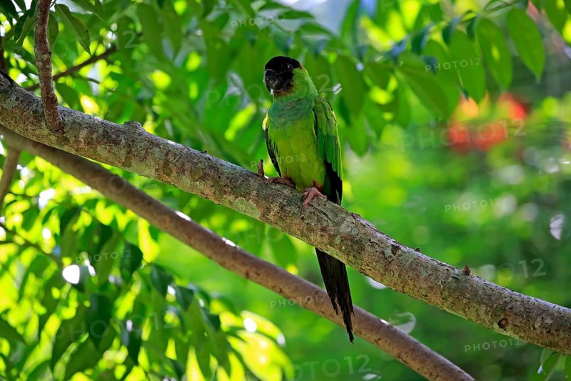Nanday parakeet