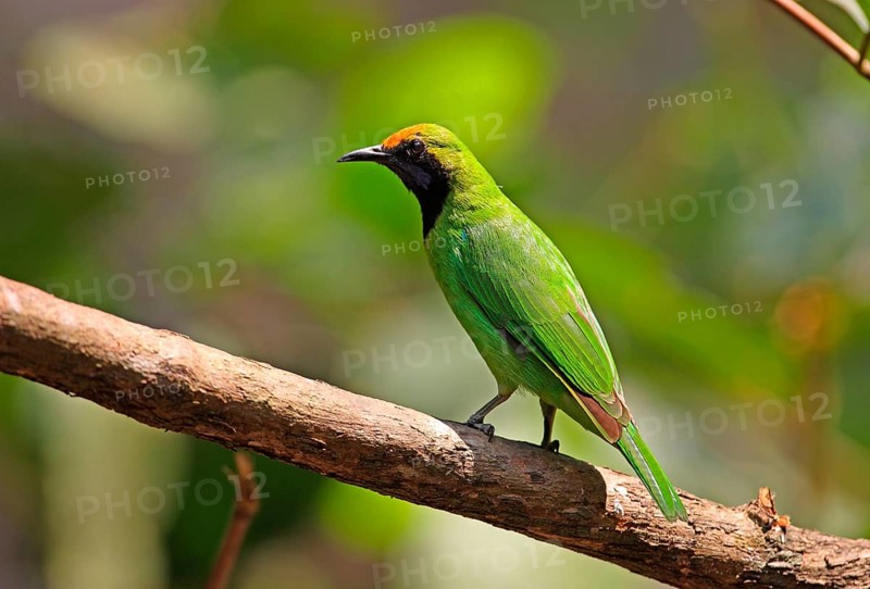 Golden-fronted Leafbird