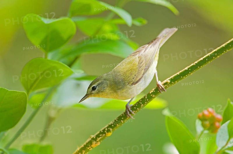 Tennessee Warbler