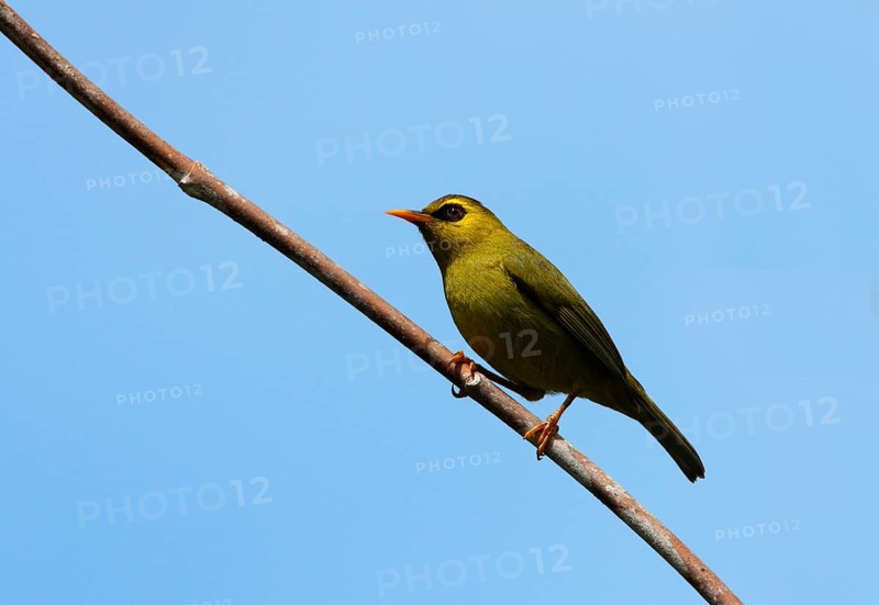 Black-ringed White-eye