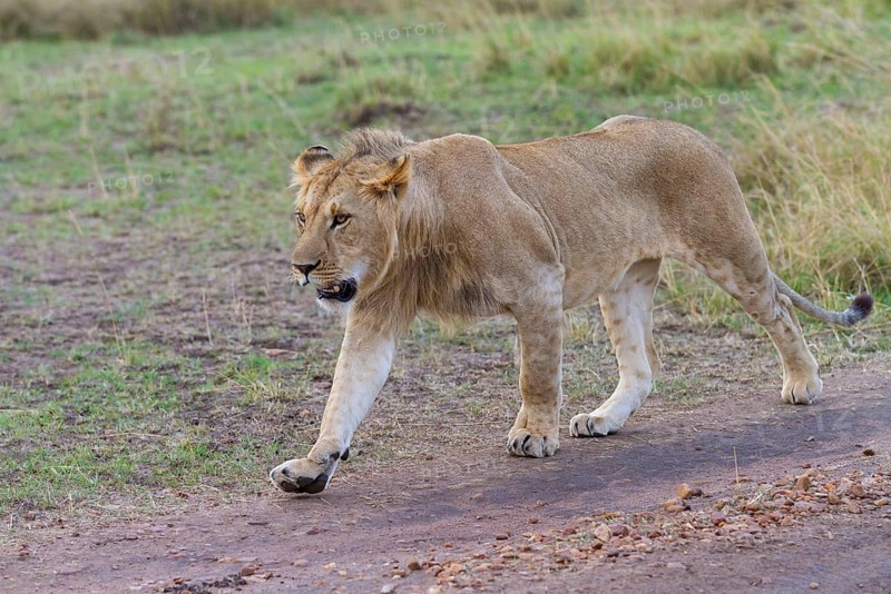 Masai Lion