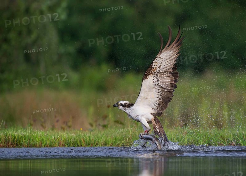 Osprey