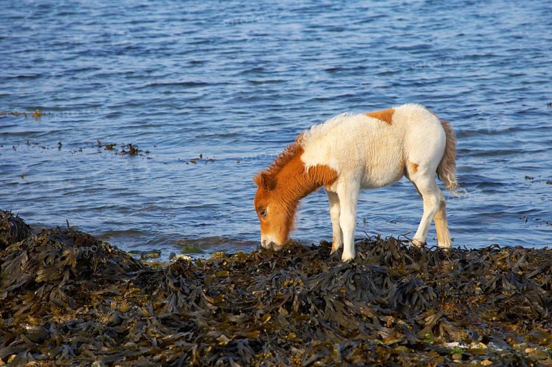 Shetland Pony