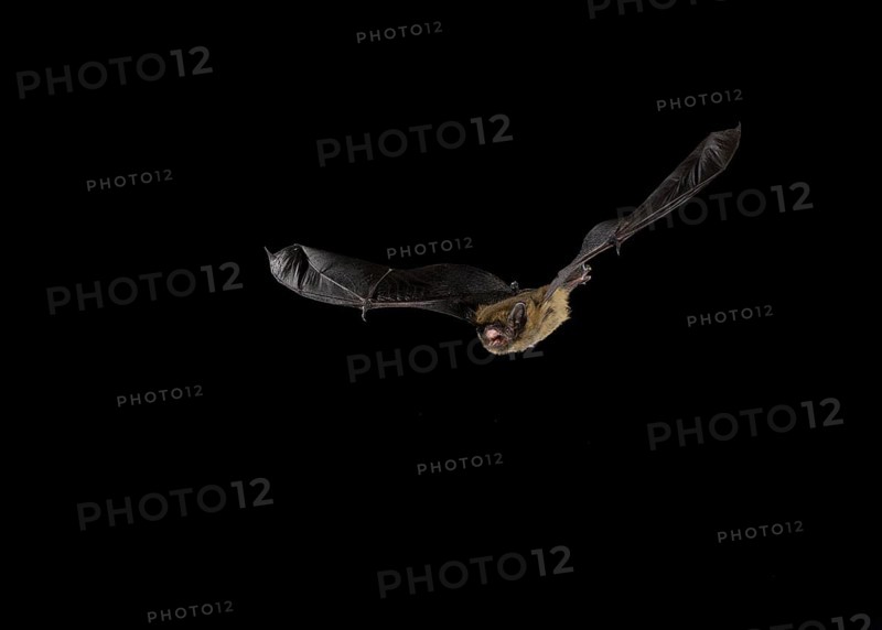 Common Pipistrelle