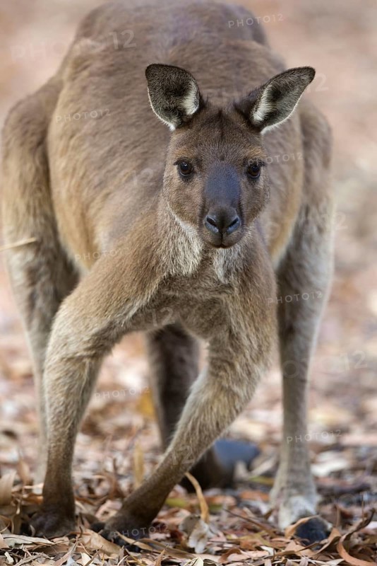 Kangaroo Island kangaroo