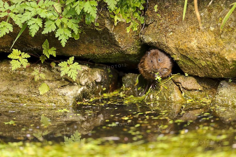 Eastern vole
