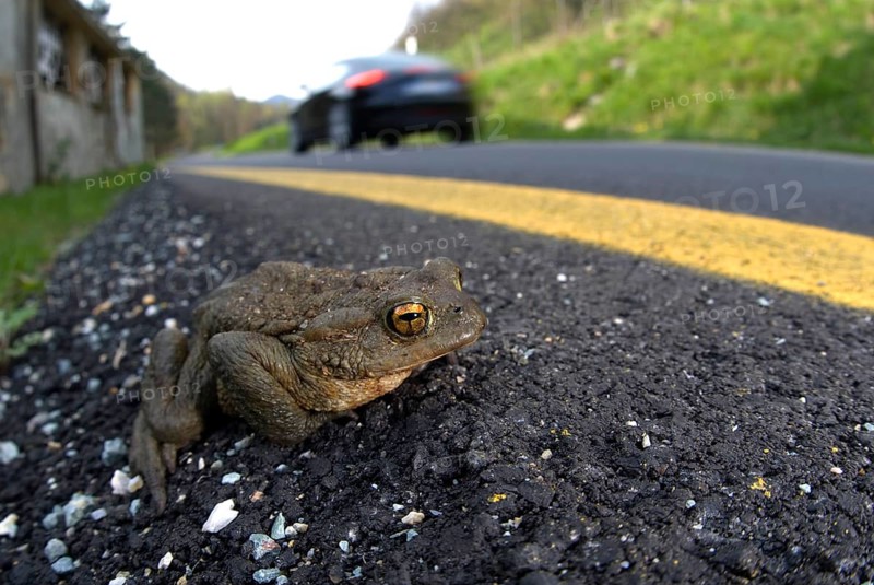 Common Toad