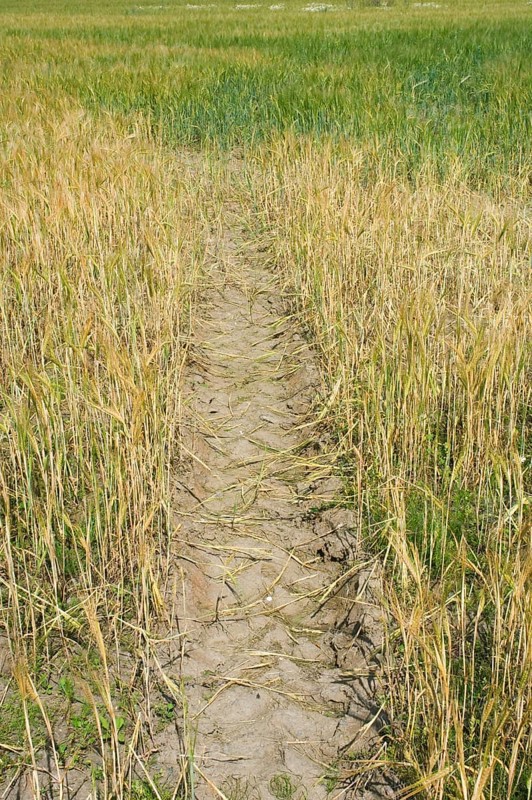 Cultivation of barley