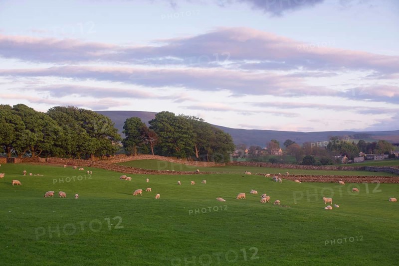 Domestic sheep