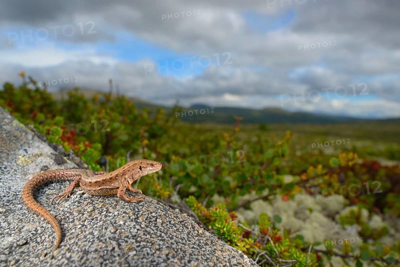 Common Lizard