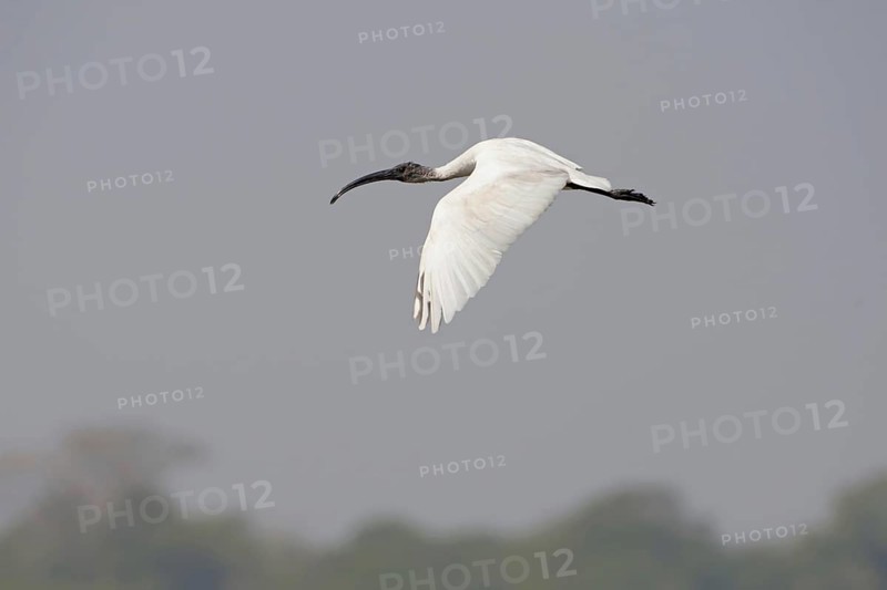 Black-headed ibis