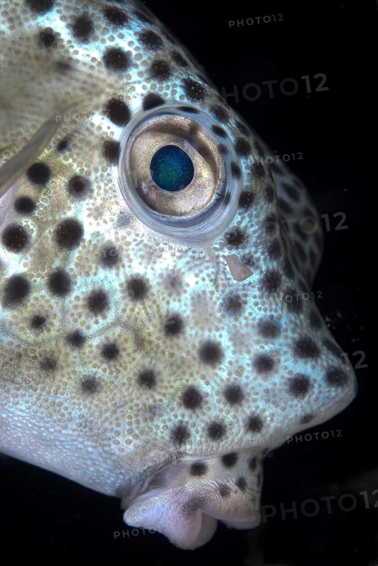 Shortnose Boxfish