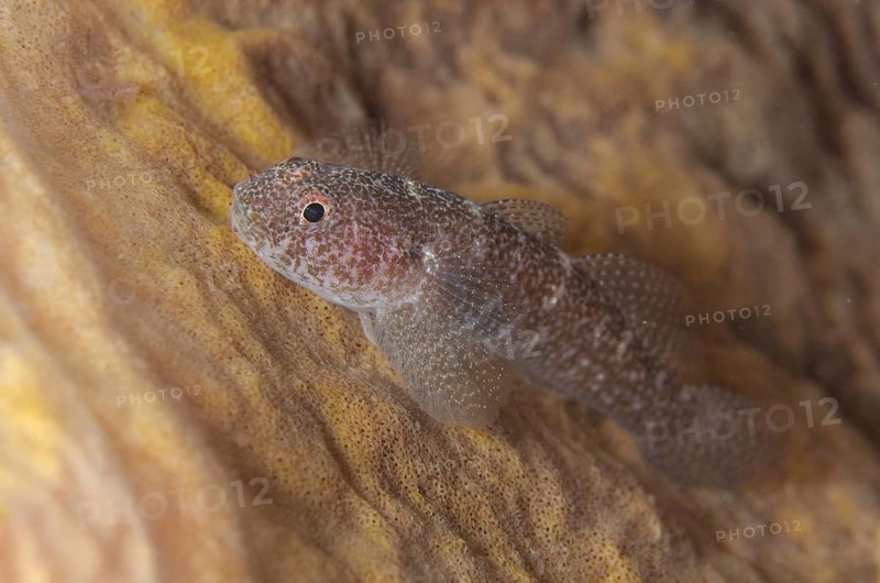 Barrel-sponge Ghostgoby