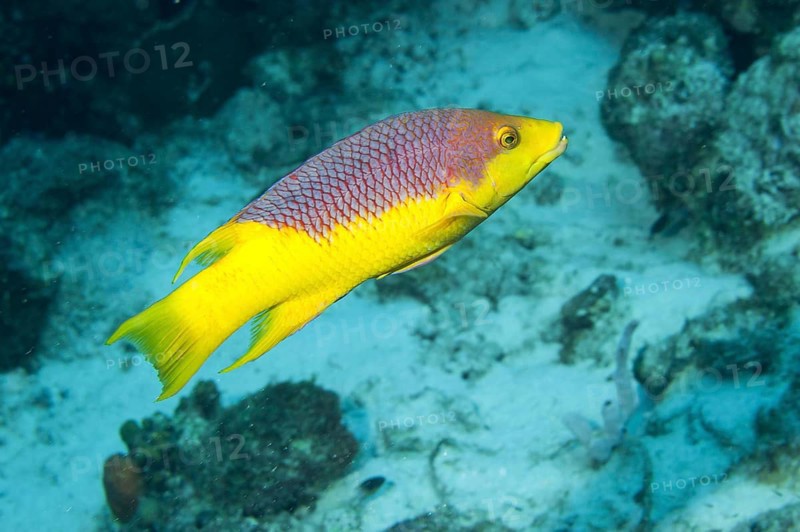 Spanish hogfish