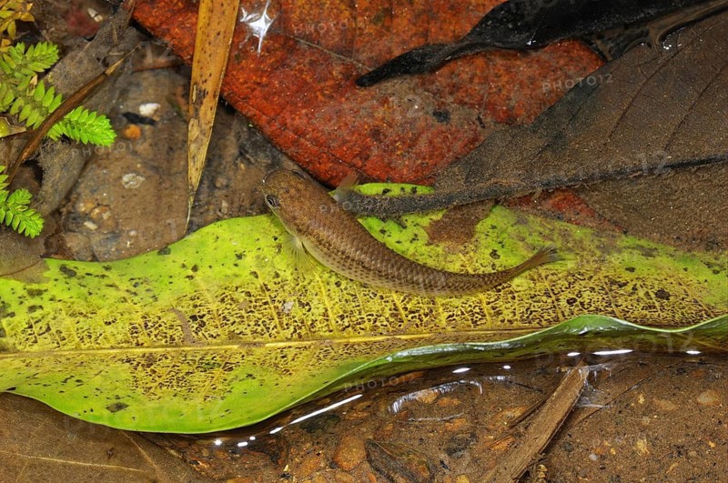 Adult Harts Rivulus