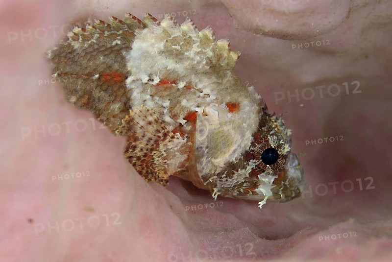 Scorpionfish