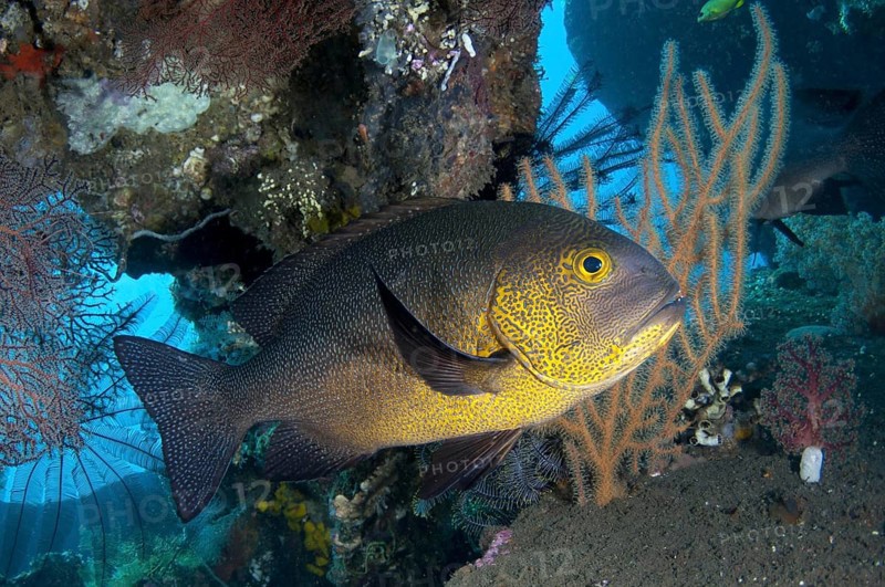 Adult Midnight midnight snapper
