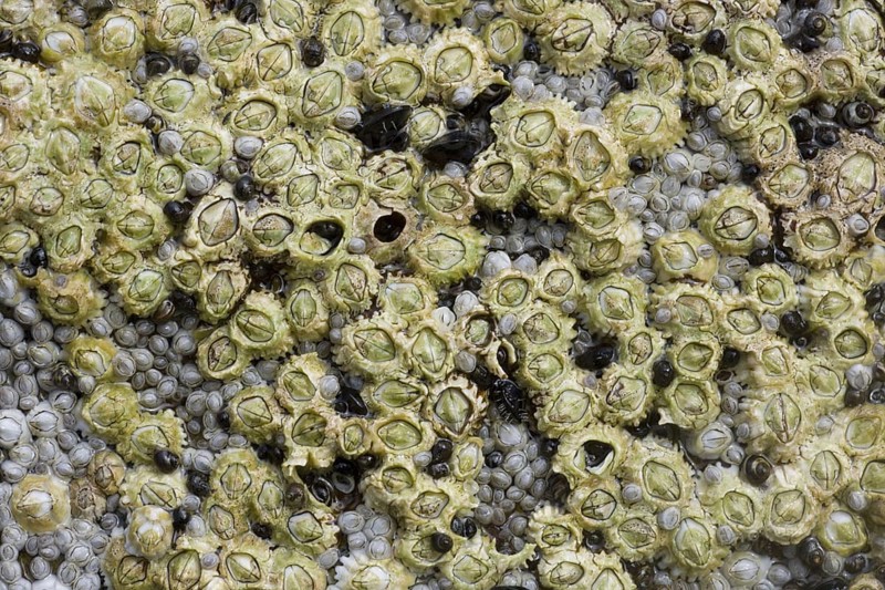 Acorn Barnacle