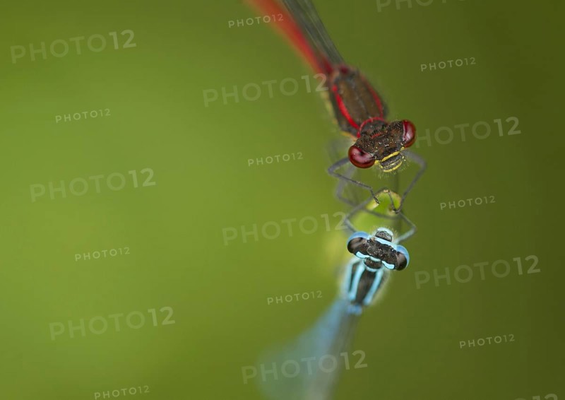 Azure Damselfly