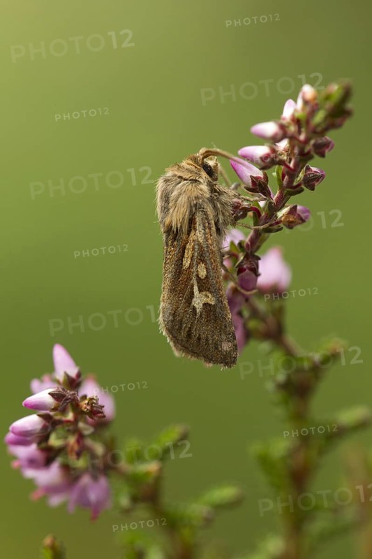 Antler moth