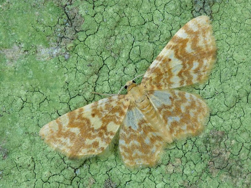 Yellow-striped alder moth