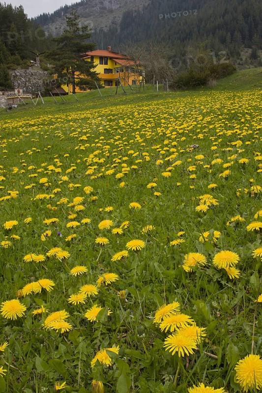 Common Dandelion