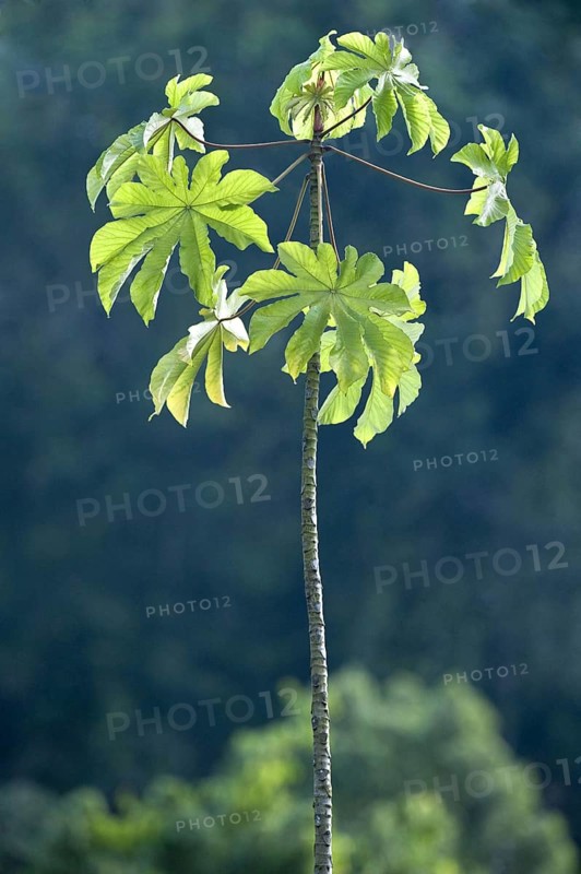 Ant tree