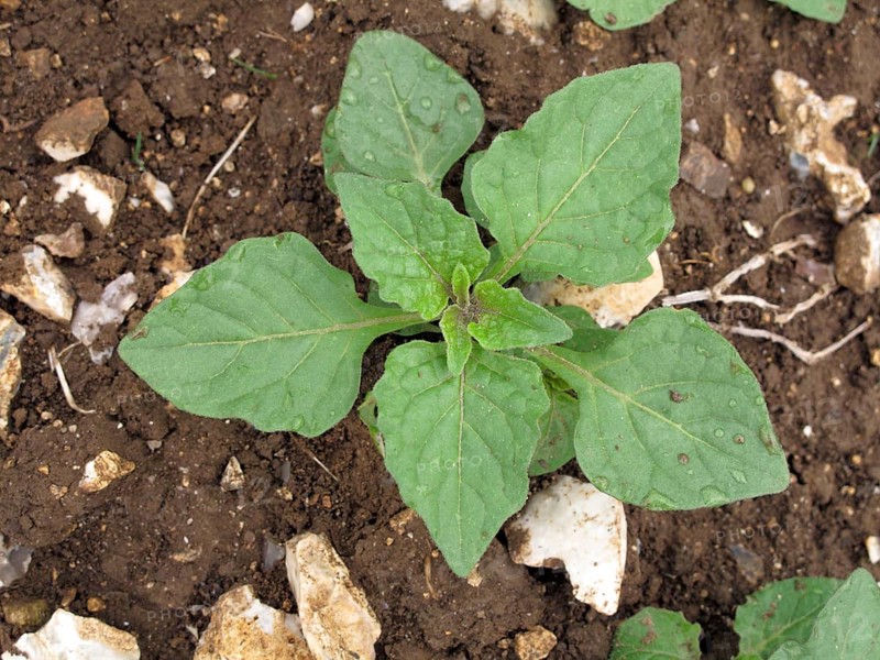 European black nightshade