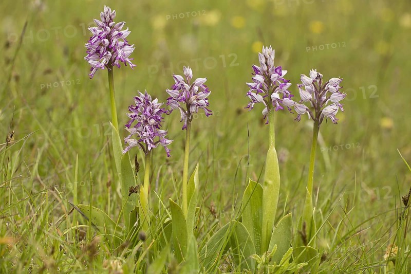 Military Orchid