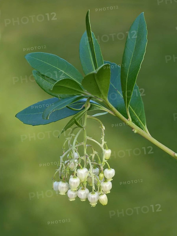 Strawberry Tree