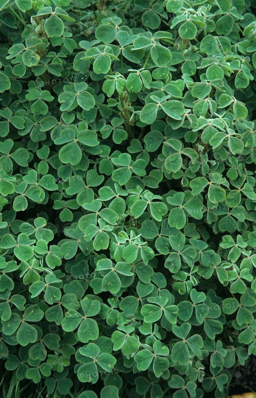 Bulbous Wood Sorrel
