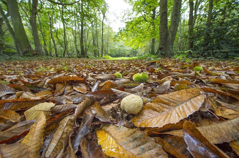 Common Earthball