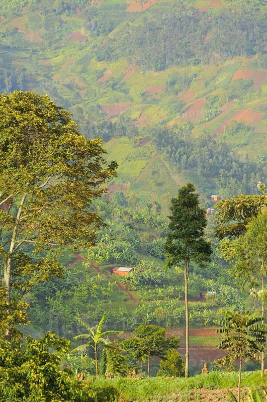 Cultivated hillside at edge of Nyungwe Forest N. P. Rwanda