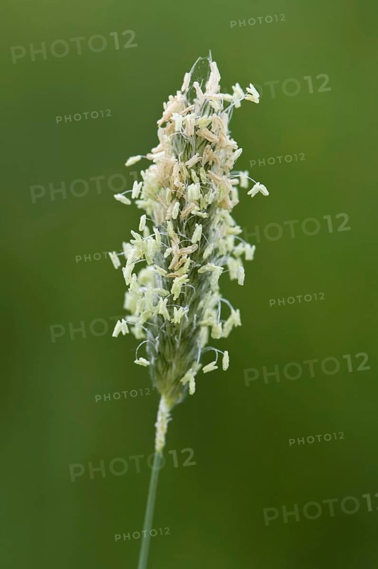 Flowering head of timothy-grass