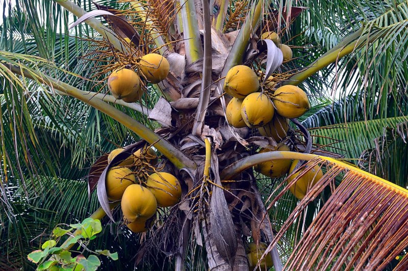 Coconuts on coconut palm