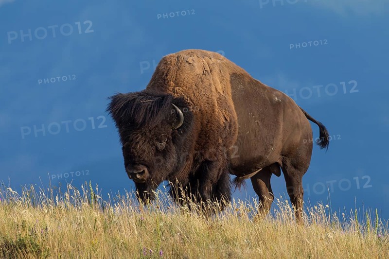 American bison
