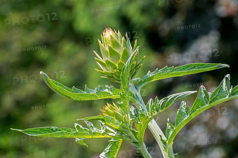 Globe artichoke